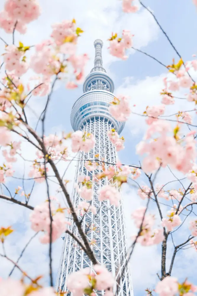 Cherry Blossom in Tokyo