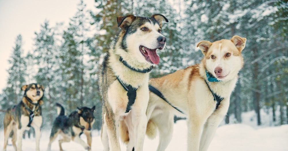 Husky team ready for a sled ride in Lapland
