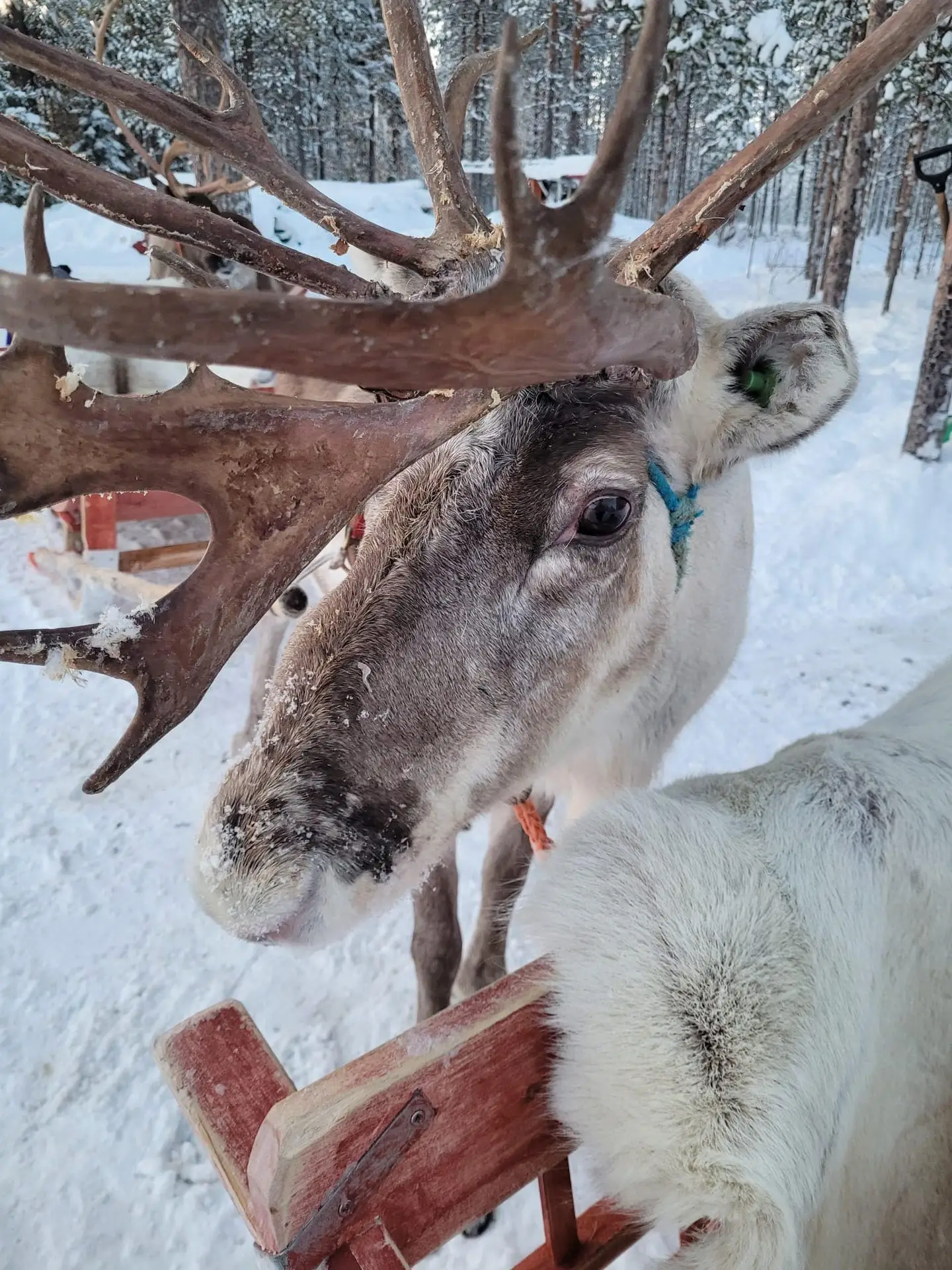 Santas Lapland Day Trips 1