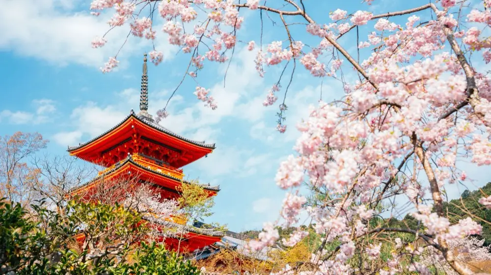 Kiyomizu-dera temple with cherry blossom in Kyoto