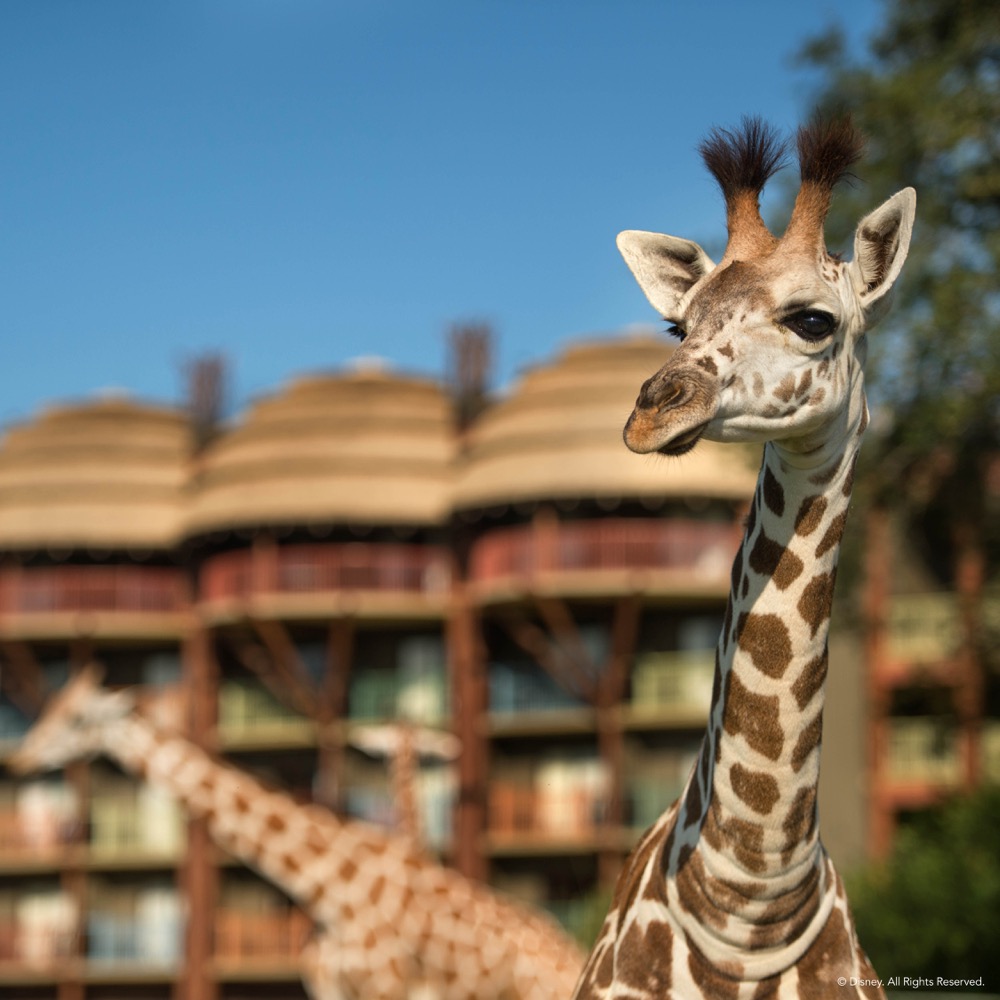 Giraffe, Disney's Animal Kingdom Lodge