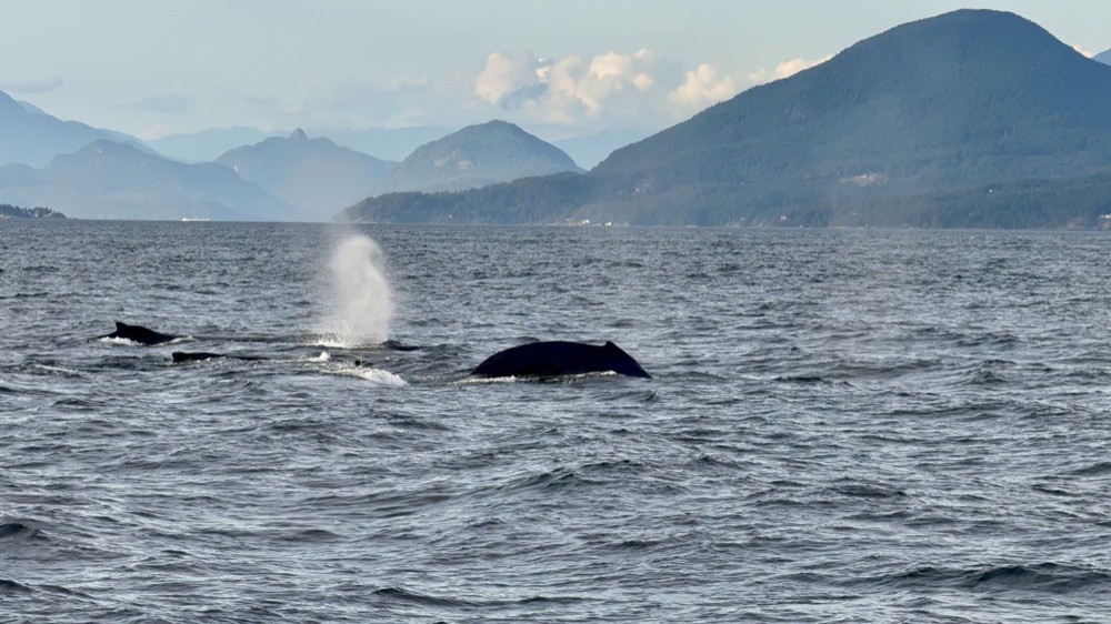 Humpback whale surfacing and blowing in the Salish Sea with mountains behind