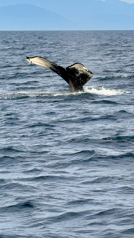 Humpback whale tail rising from the Salish Sea near Vancouver