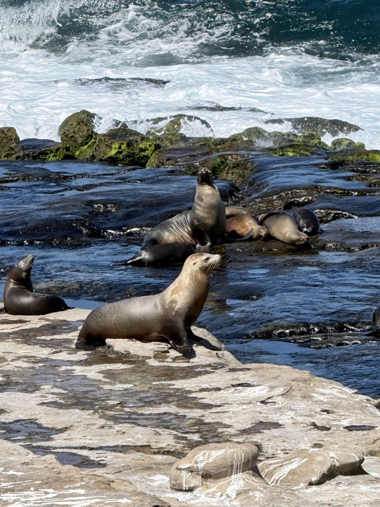 Sea lions on the rocks at La Jolla Cove, San Diego