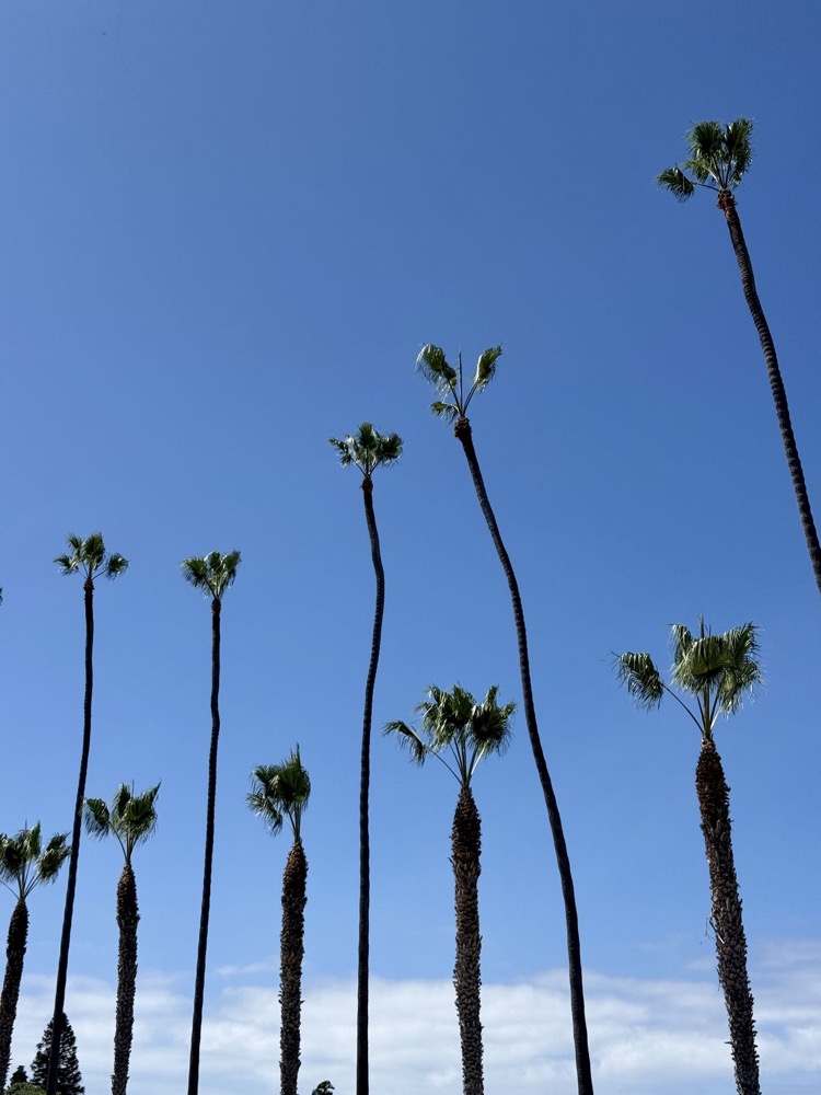 Tall palm trees against a blue sky in San Diego