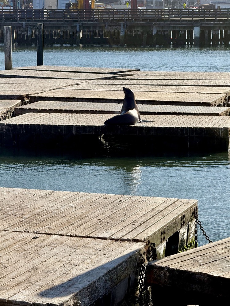 Sea lion on the docks at Pier 39, San Francisco