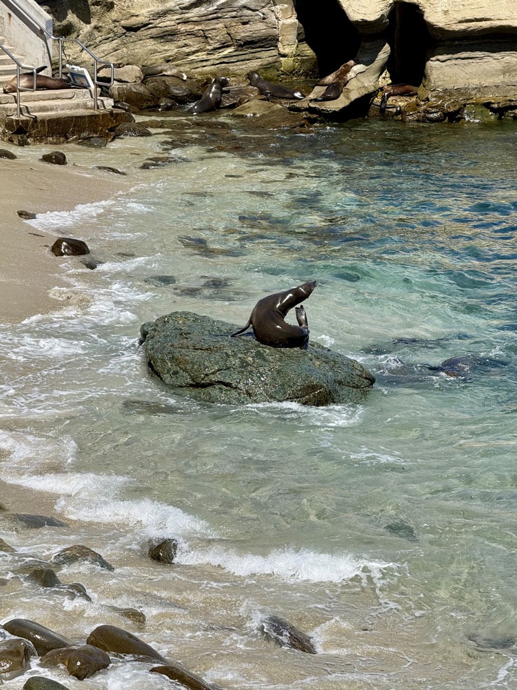 Sea lion resting on a rock at La Jolla Cove