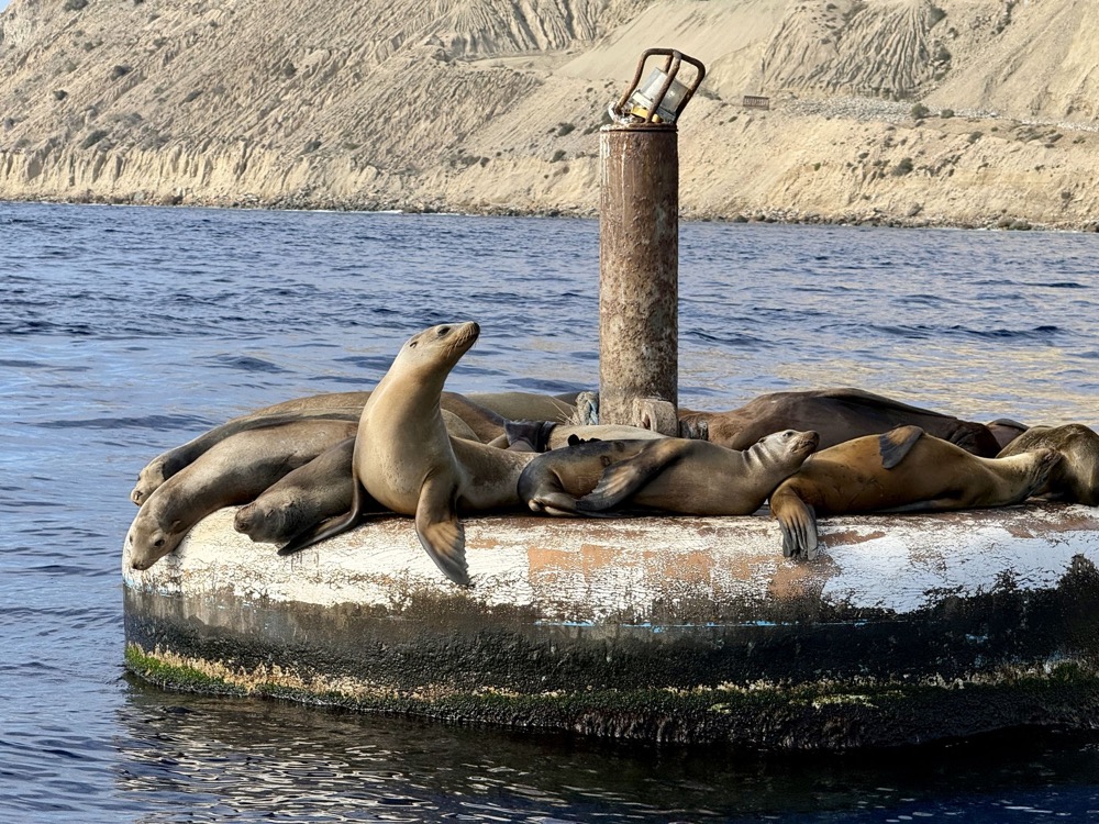 California sea lions on a buoy during a Catalina Island boat tour