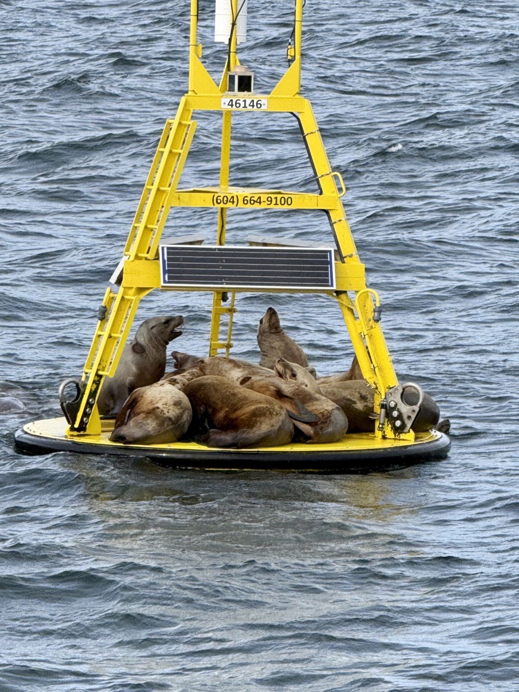 Steller sea lions resting on a yellow buoy in the Salish Sea
