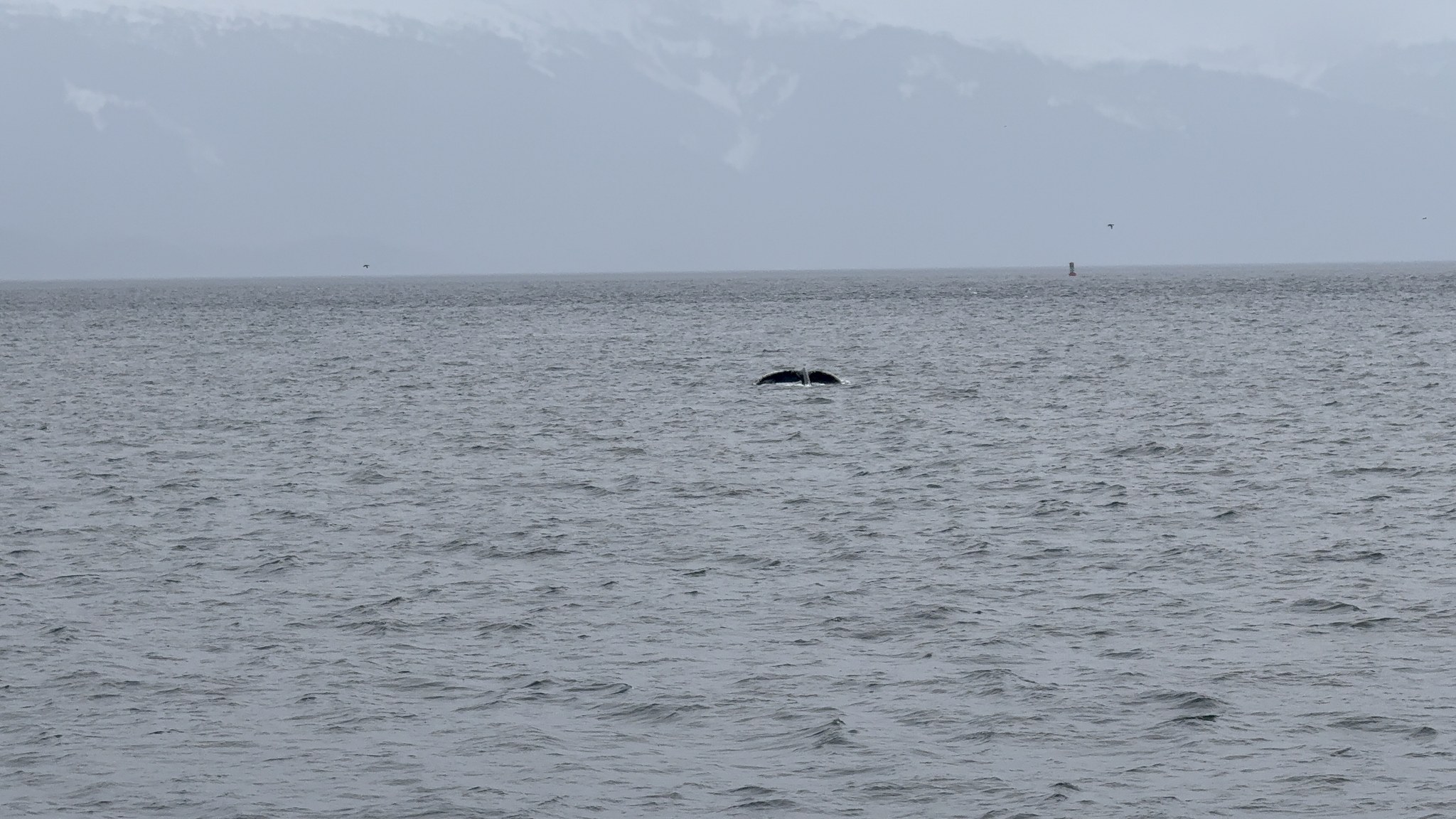 Humpback whale surfacing in the water on a Juneau whale watching tour