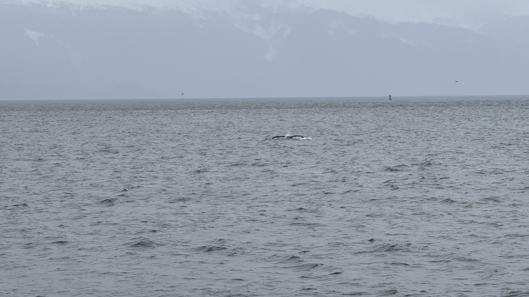 Grey Alaskan water off Juneau while looking for humpback whales