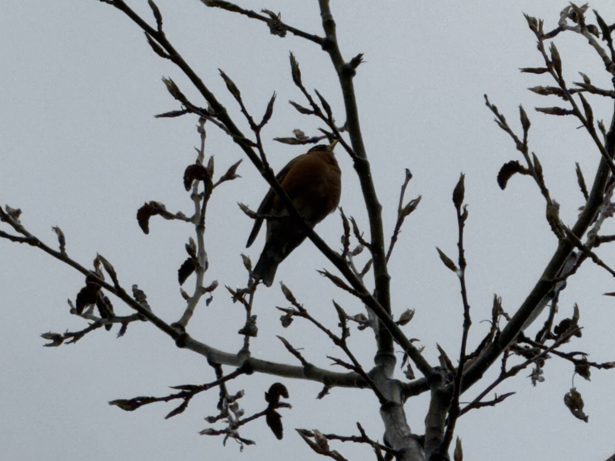 Bird perched in bare branches at Mendenhall Glacier