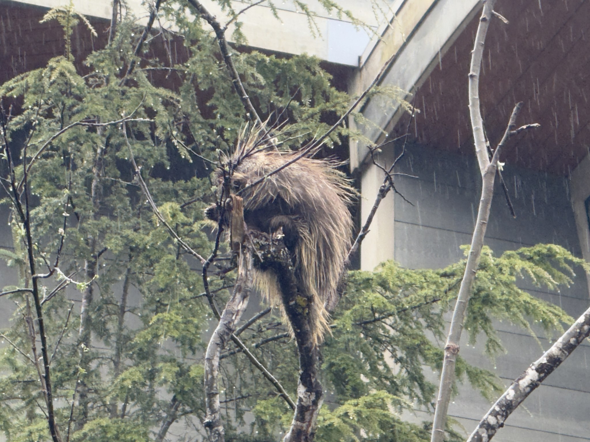 Porcupine climbing a tree at Mendenhall Glacier, Juneau