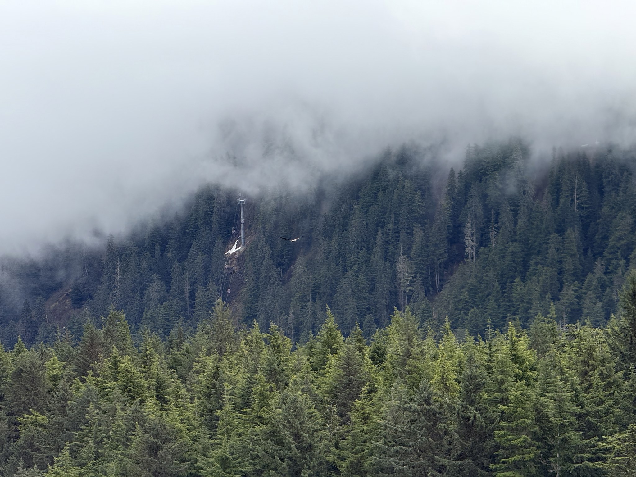 Mist over the forested hillside at Icy Strait Point