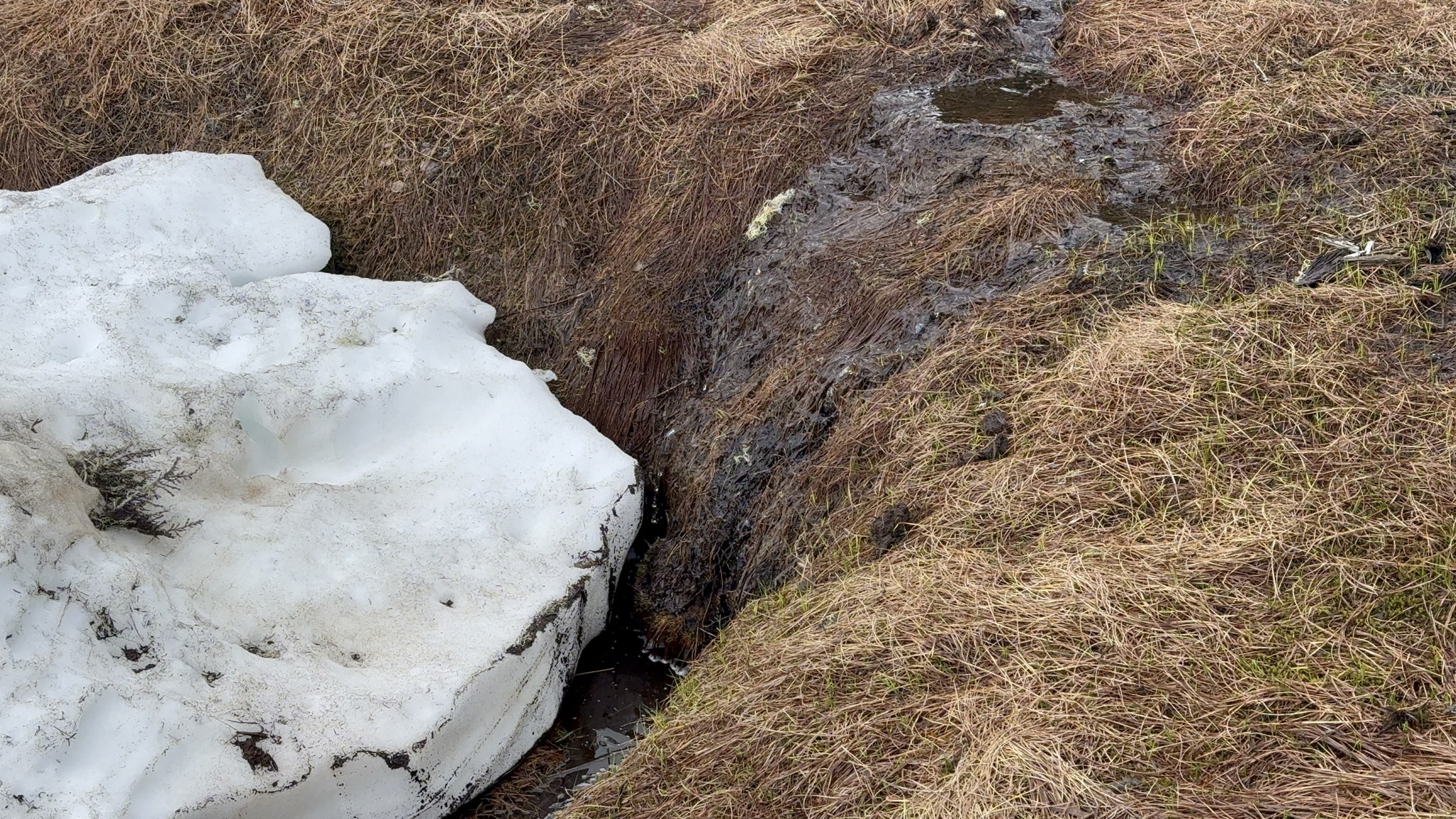 Snow still lying beside the mountaintop trail at Icy Strait Point in mid-May