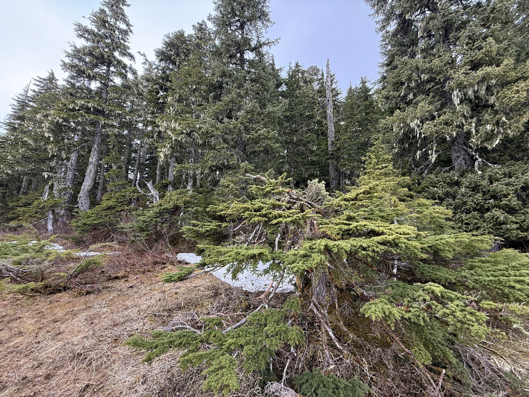 Spruce forest along the nature trail at the top of Hoonah Mountain