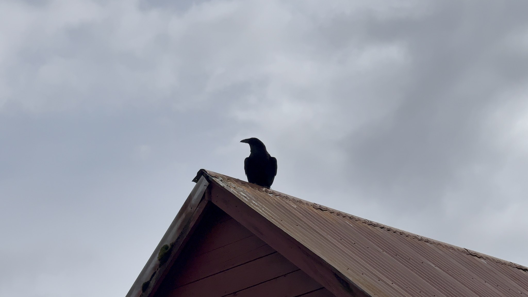 Raven perched on a rooftop at Icy Strait Point