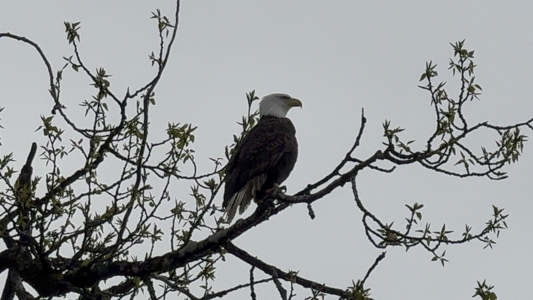 Bald eagle perched in a tree at Icy Strait Point, Alaska
