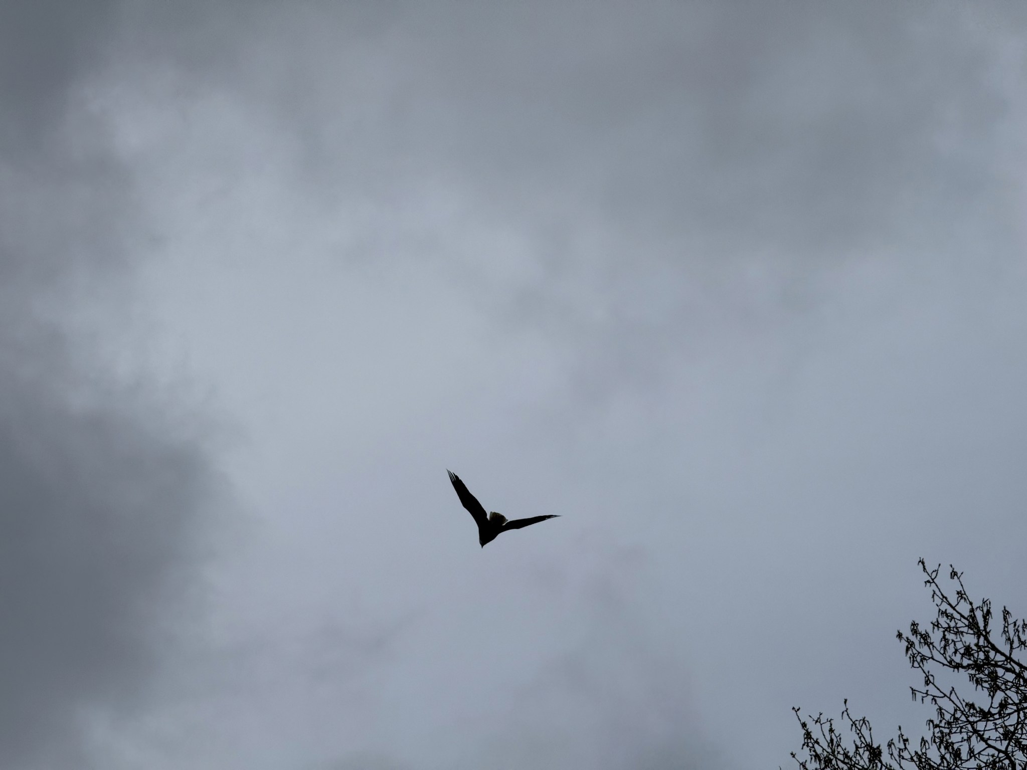 Eagle flying overhead at Icy Strait Point