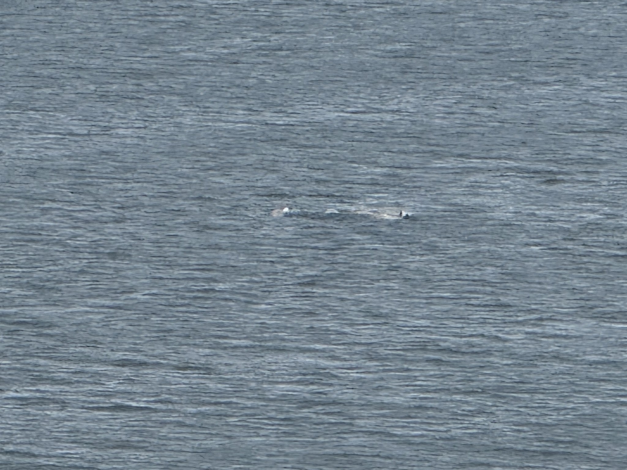 Wildlife in the water just off the coast at Icy Strait Point