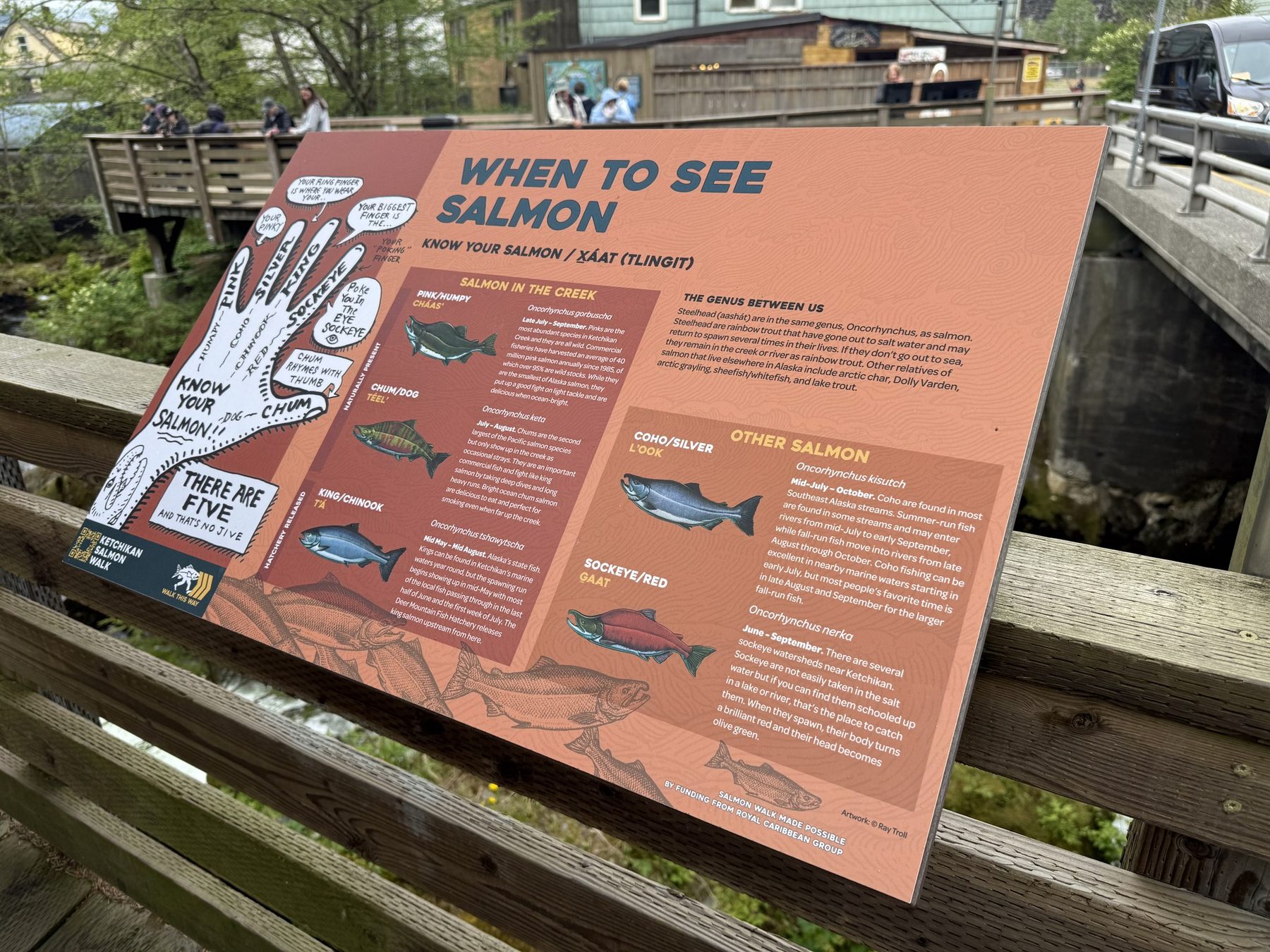 A When to See Salmon information sign by Ketchikan Creek