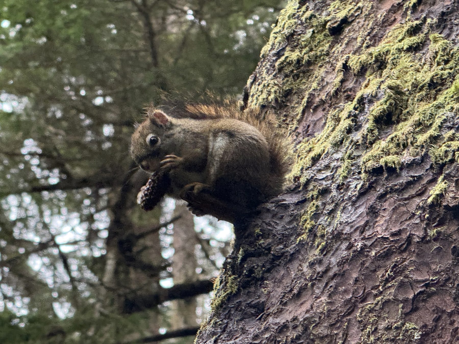 A squirrel eating a pine cone in Sitka National Historical Park