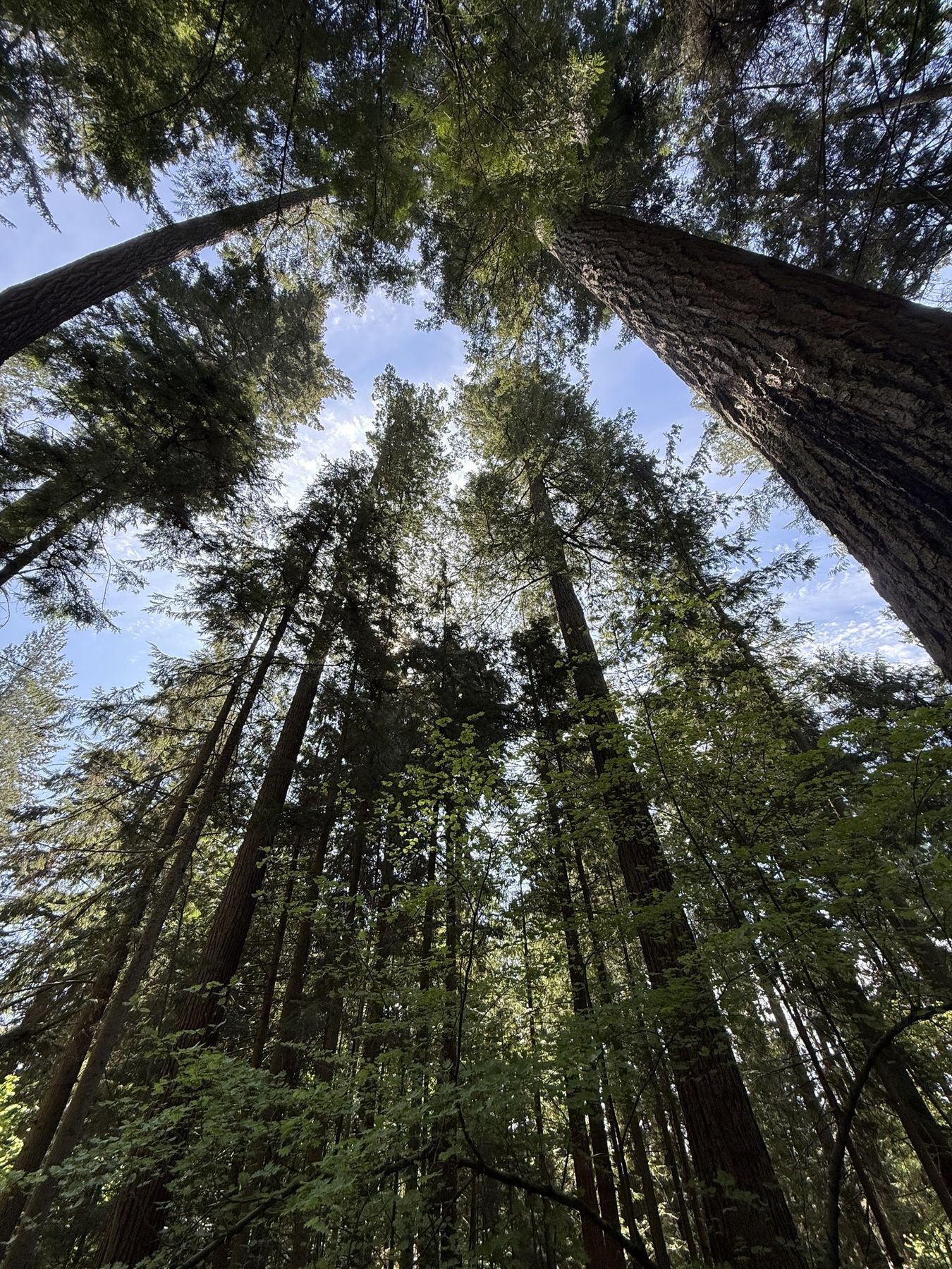 Looking up at the tall trees of the Treetops Adventure at Capilano