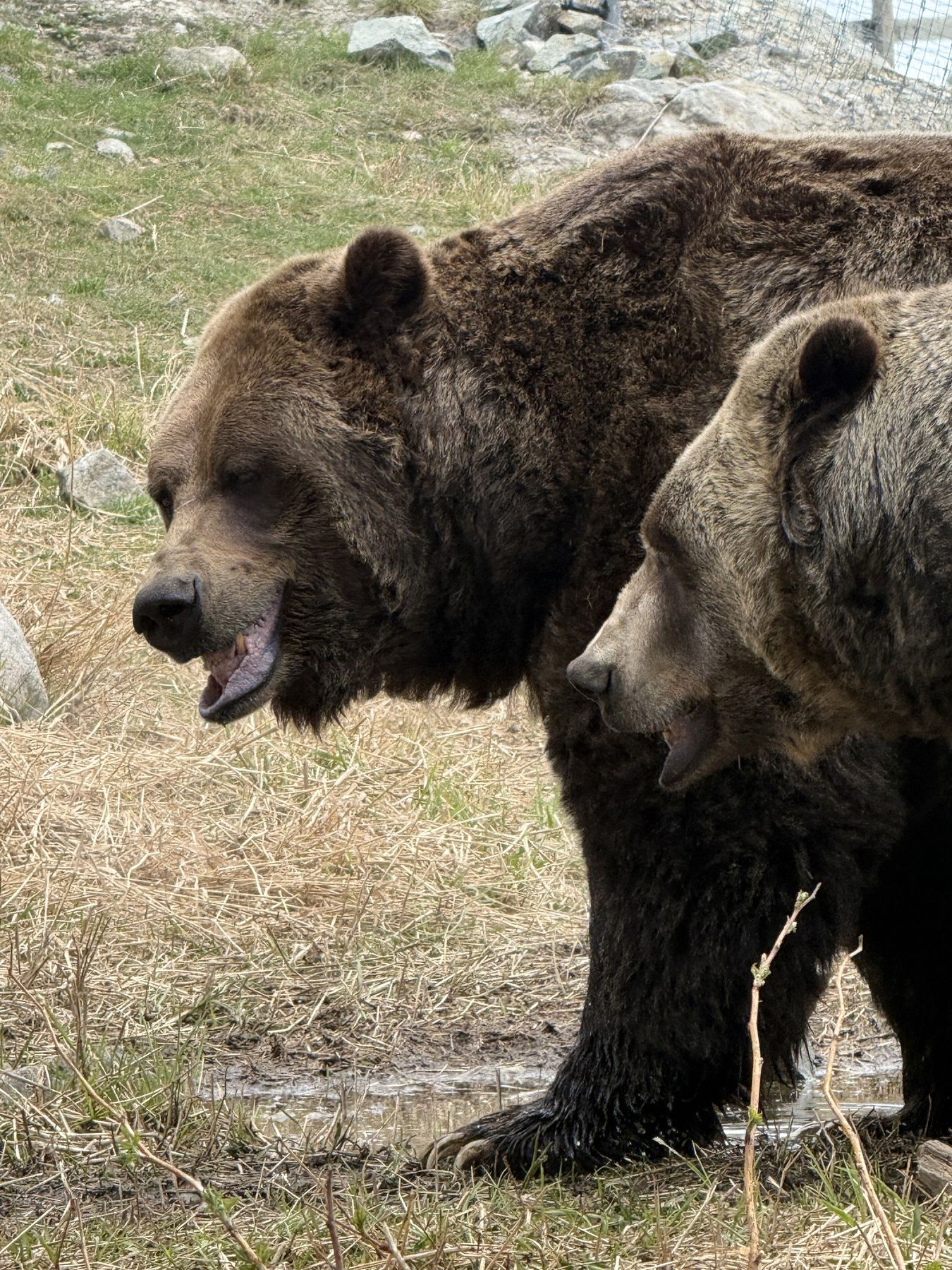 Grinder and Coola, the grizzly bears on Grouse Mountain