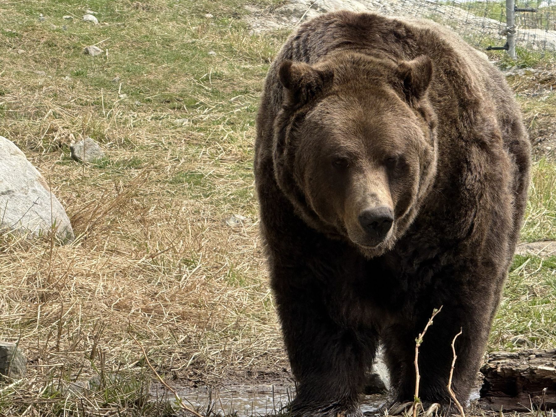 A grizzly bear at the Grouse Mountain wildlife refuge